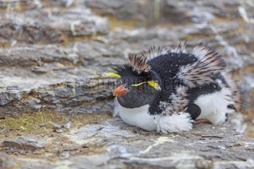 Rockhopper penguin moulting lying on rock - Falkland Islands