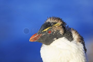 Portrait of Rockhopper penguin moulting - Falkland Islands