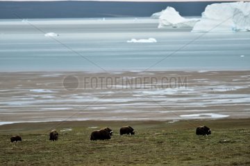 Musk oxen on the tundra - Scoresbysund Greenland