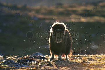 Muskox surrounded by mosquitoes - Scoresbysund Greenland