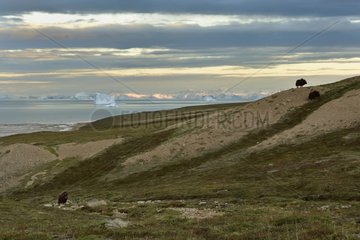 Muskoxen on the tundra - Scoresbysund Greenland