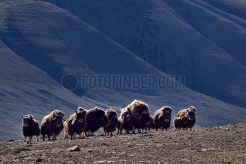 Muskoxen on the tundra - Constable Point Greenland