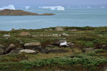 Arctic Hare running in the tundra - Greenland