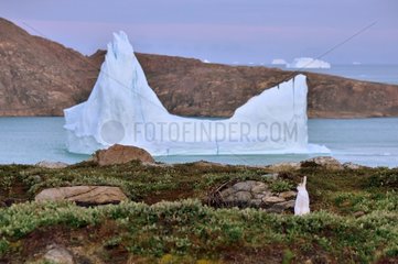Arctic hare sitting in tundra and iceberg - Greenland