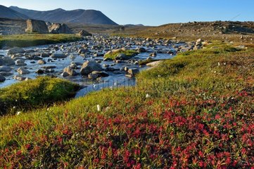 Tundra landscape in summer - Scoresbysund Greenland