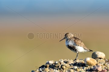 Dunlin on the shore - Hurry fjord Greenland