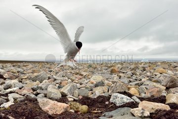 Arctic Tern landing at nest - Scoresbysund Greenland
