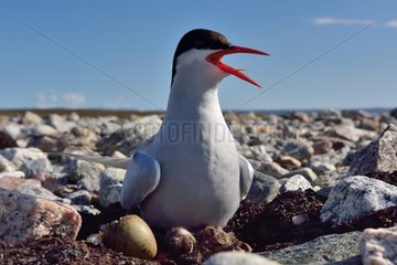 Arctic Tern at nest - Scoresbysund Greenland
