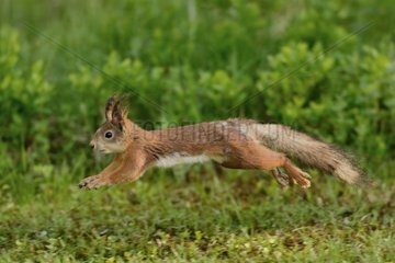 Red squirrel leaping to the ground - Finland