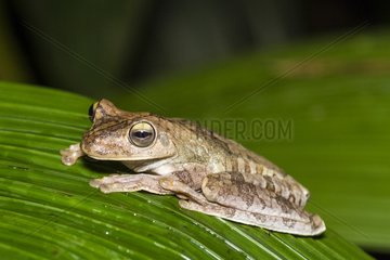 Gladiator frog on leaf - Costa Rica