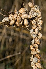 Snails on a dried stem in Catalonia - Spain