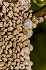 Snails on a tree in Catalonia - Spain