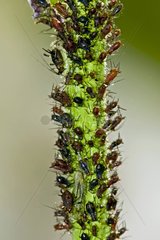 Aphids on a stem in Catalonia - Spain