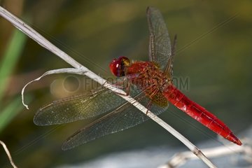Red darter on a stem in Catalonia - Spain