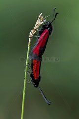Burnets mating on a stem in Catalonia - Spain