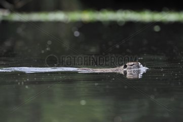 Coypu swimming on the surface of a lake of Touraine France