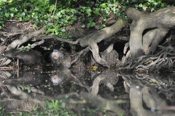 Coypu watching the entrance of its burrow near a pond