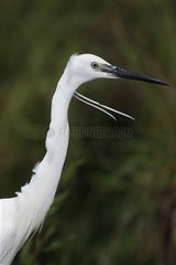 Portrait of a Little Egret in the spring France