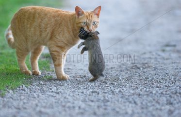 Cat holding a rabbit in its mouth