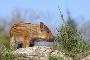 Eurasian wild boar young on rock - France