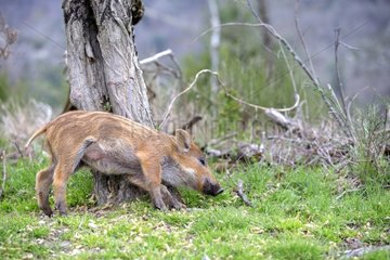 Young Wild Boar scratching on a tree trunk - France