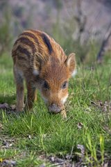 Young Pig Eurasia in the grass - France