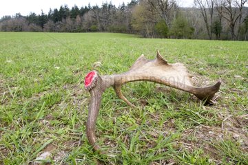Antler of Fallow Deer just lost in a field - France