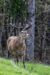 Red deer velvet in a clearing - France