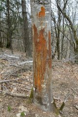 Damage of Red Deer on a trunk - France