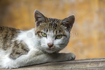 Portrait of Cat lying - Kunming Yunnan China