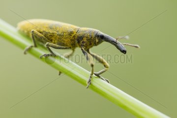 Weevil on a rod - Provence France