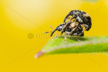 Seed Weevil on a leaf - Alsace France