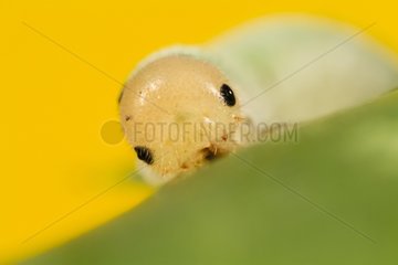 Portrait of sawfly larva on leaf - Alsace France