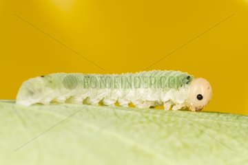 Sawfly larva on leaf - Alsace France