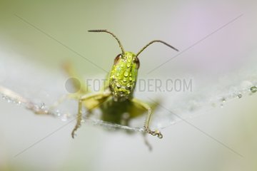 Grasshopper dewy on web - Alsace France