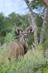 Greater Kudu in the Etosha NP in Namibia