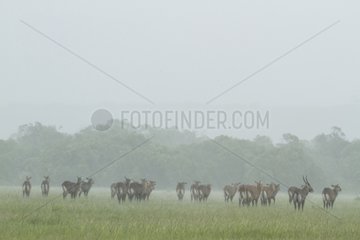 Defassa waterbucks under the rain - Masai Mara Kenya