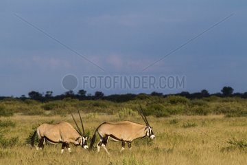 Gemsbok oryx in tall grass - Kalahari Botswana