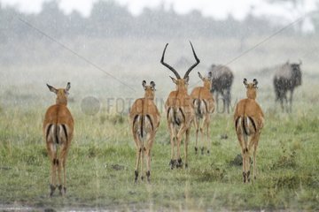 Impala male and females under the rain - Masai Mara Kenya