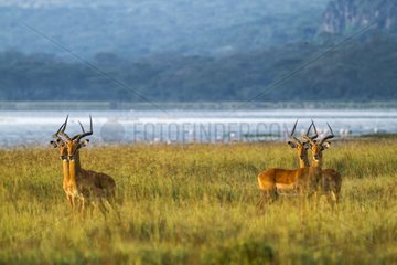 Male impalas on the savanna - Nakuru Kenya