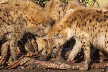 Spotted Hyenas eating a Elephant - Masai Mara Kenya