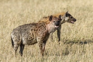 Spotted Hyenas in savannah - Masai Mara Kenya