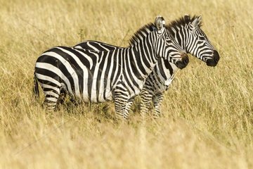 Grant's Zebras in the savannah - Masai Mara Kenya