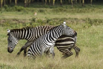 Grant's Zebras fighting males - Nakuru Kenya