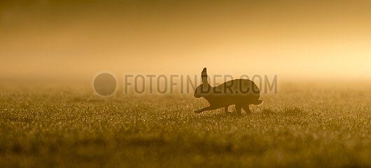 Brown Hare in a meadow at spring at sunrise - GB