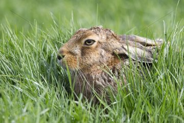 Brown Hare laying in a meadow at spring - GB