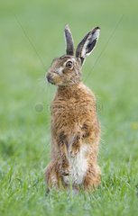 Brown Hare standing in a meadow at spring - GB