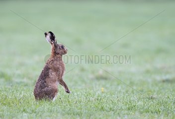 Brown Hare standing in a meadow at spring - GB