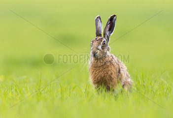 Brown Hare sitting in a meadow at spring au printemps - GB