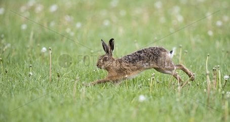 Brown Hare running in a meadow at spring - GB
